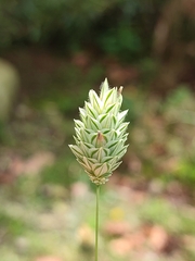 Phalaris canariensis