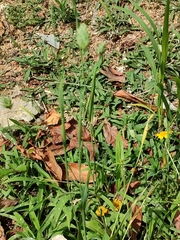 Phalaris canariensis