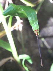 Pseudagrion pilidorsum