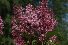 Syringa × prestoniae
