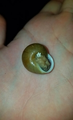 Zachrysia provisoria