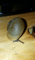 Zachrysia provisoria