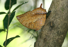 Charaxes marmax