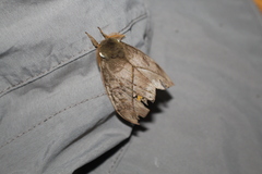 Automeris zugana