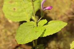 Brillantaisia
