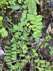 Adiantum philippense image