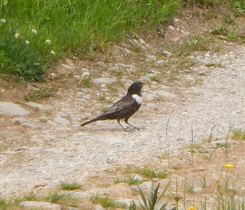Mirlo capiblanco (Turdus torquatus)