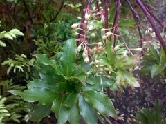 Vaccinium cylindraceum