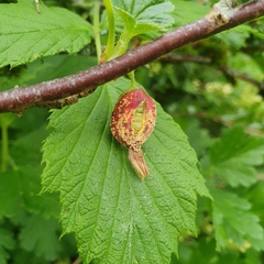 Puccinia caricina