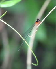 Igneocnemis haematopus
