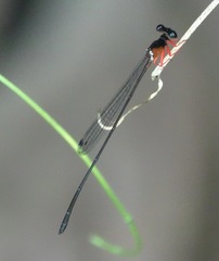 Igneocnemis haematopus