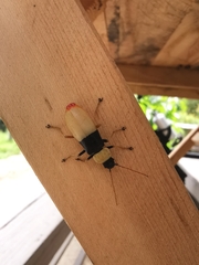 Chauliognathus blanchardi