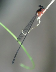 Igneocnemis haematopus