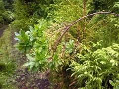 Vaccinium cylindraceum