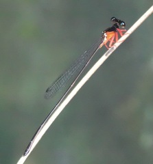 Igneocnemis haematopus