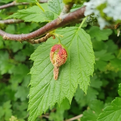 Puccinia caricina