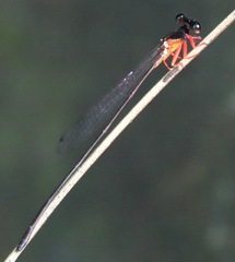 Igneocnemis haematopus