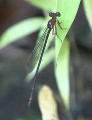 Igneocnemis haematopus