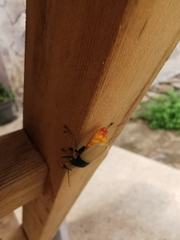 Chauliognathus blanchardi