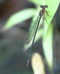 Igneocnemis haematopus