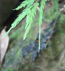 Igneocnemis haematopus