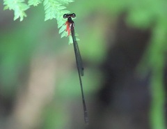 Igneocnemis haematopus