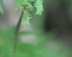 Igneocnemis haematopus