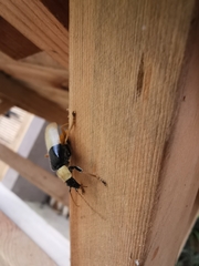 Chauliognathus blanchardi