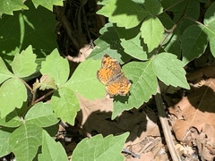 Phyciodes cocyta selenis