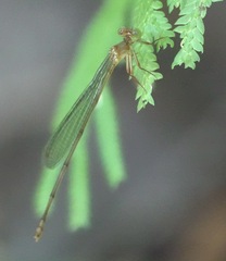 Igneocnemis haematopus