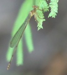 Igneocnemis haematopus