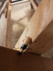 Chauliognathus blanchardi