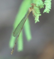 Igneocnemis haematopus