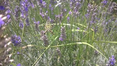Argiope bruennichi