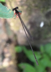 Igneocnemis haematopus