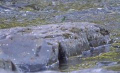 Neurobasis luzoniensis