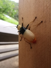 Chauliognathus blanchardi