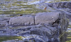 Neurobasis luzoniensis