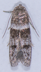 Blastobasis pulchella