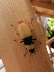 Chauliognathus blanchardi