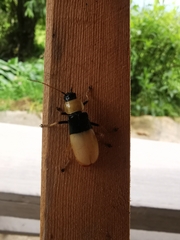 Chauliognathus blanchardi