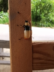 Chauliognathus blanchardi