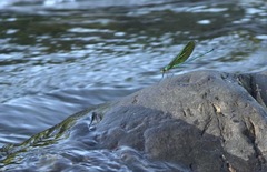 Neurobasis luzoniensis