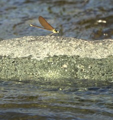 Neurobasis luzoniensis