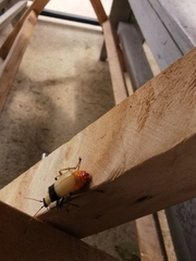 Chauliognathus blanchardi