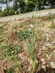Phalaris canariensis