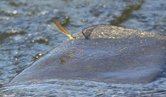 Neurobasis luzoniensis