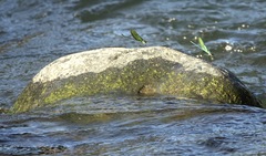 Neurobasis luzoniensis