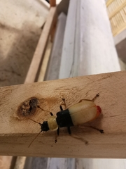 Chauliognathus blanchardi