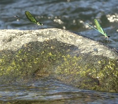 Neurobasis luzoniensis